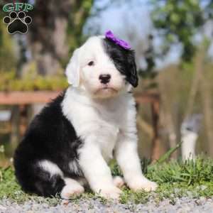 Daisy, Sheepadoodle Puppy